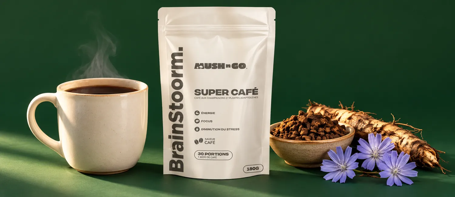 Mush N Go Brainstoorm Coffee tasak sötét cikóriaitallal teli bögre, pörkölt cikóriadarabok, katánggyökér és kék katángvirágok mellett, fenyőzöld háttér előtt